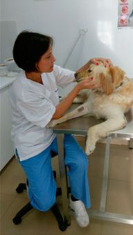 Centro veterinario Estrella de Mar mujer veterinaria revisando perro